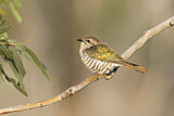 Image. Horsfield's Bronze Cuckoo