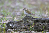Image. Horsfield's Bronze Cuckoo