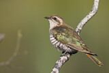 Image. Horsfield's Bronze Cuckoo