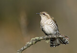 Image. Horsfield's Bronze Cuckoo