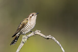 Image. Horsfield's Bronze Cuckoo