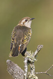 Image. Horsfield's Bronze Cuckoo