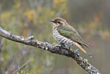 Image. Horsfield's Bronze Cuckoo