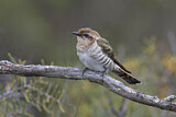 Image. Horsfield's Bronze Cuckoo