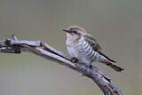 Image. Horsfield's Bronze Cuckoo