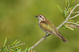 Image. Horsfield's Bronze Cuckoo