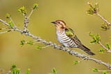 Image. Horsfield's Bronze Cuckoo