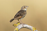 Image. Horsfield's Bush Lark
