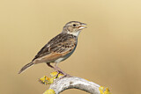 Image. Horsfield's Bush Lark