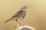 Image. Horsfield's Bush Lark