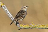 Image. Horsfield's Bush Lark