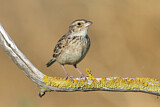 Image. Horsfield's Bush Lark
