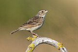 Image. Horsfield's Bush Lark