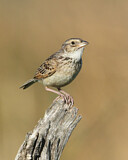 Image. Horsfield's Bush Lark