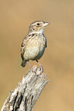 Image. Horsfield's Bush Lark