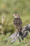 Image. Horsfield's Bush Lark