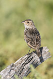 Image. Horsfield's Bush Lark