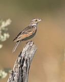 Image. Horsfield's Bush Lark
