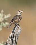 Image. Horsfield's Bush Lark