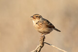 Image. Horsfield's Bush Lark
