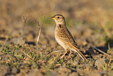 Image. Horsfield's Bush Lark