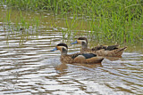 Image. Hottentot Teal
