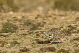 Image. Houbara Bustard