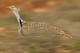Image. Houbara Bustard