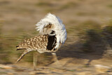 Image. Houbara Bustard