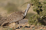 Image. Houbara Bustard