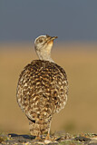 Image. Houbara Bustard