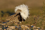 Image. Houbara Bustard