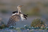 Image. Houbara Bustard