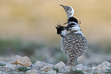 Image. Houbara Bustard