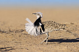 Image. Houbara Bustard