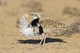 Image. Houbara Bustard