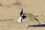 Image. Houbara Bustard