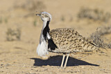 Image. Houbara Bustard
