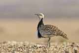 Image. Houbara Bustard