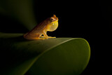 Image. Hourglass Tree Frog