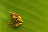 Image. Hourglass Tree Frog