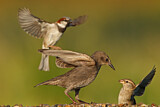Image. House Sparrow & Common Starling