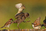 Image. House Sparrow & Common Starling