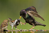 Image. House Sparrow & Common Starling
