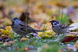 Image. House Sparrow & Eurasian Tree Sparrow