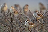 Image. House Sparrow