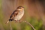 Image. House Sparrow
