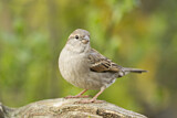 Image. House Sparrow