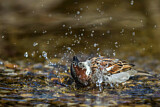 Image. House Sparrow
