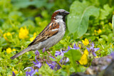 Image. House Sparrow